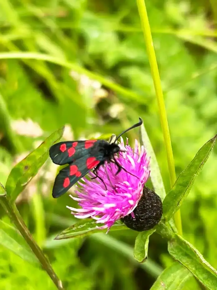 Le Vivant ferme maraichere a quistinic