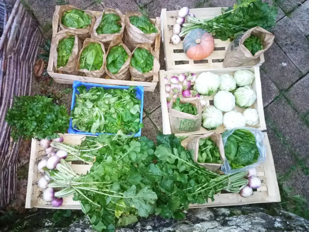 Préparation de commande de panier de légumes bio