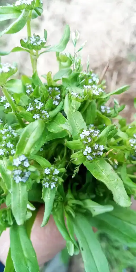 Balade découverte des plantes sauvages avec un guide